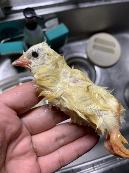 この冷凍ヒヨコの目やば…。
深淵を覗くとき深淵もまたこちらを…… 