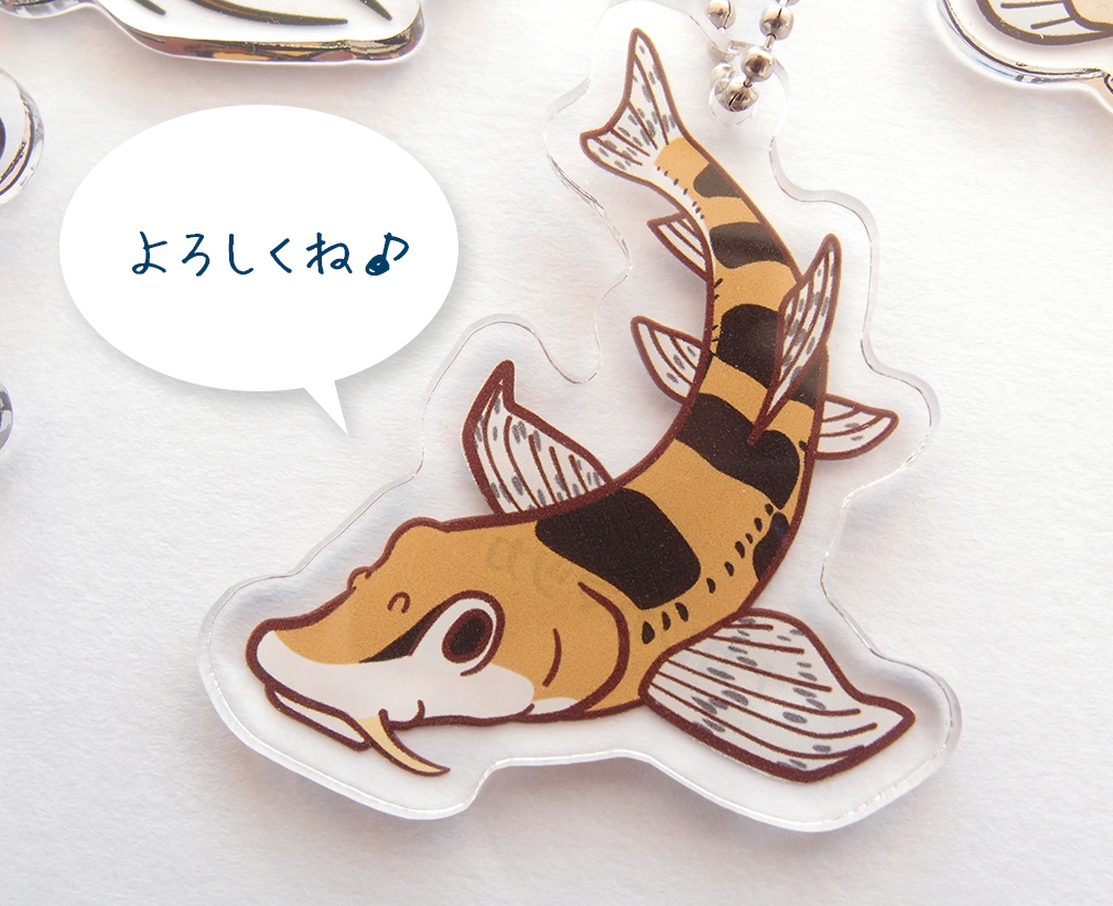 コジェット カエル部 6 24 名古屋ハペものづくし アマゴ オイカワ ウグイ ニゴイ ハリヨ アジメドジョウ ホトケドジョウ ネコギギ ナガレカマツカ ウシモツゴ イタセンパラ アユカケ ホトケドジョウ カワヨシノボリ スナヤツメ南北の15種 3