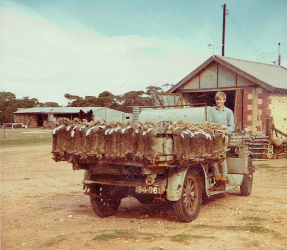 FUN FACT: In 1956 our family purchased our Alawoona farm for £7000. 1957 was a devastating drought and a huge rabbit plague, and dad and his brothers caught and sold £750 worth of rabbits which paid the interest bill alone. Today those rabbits would be worth $150,000.