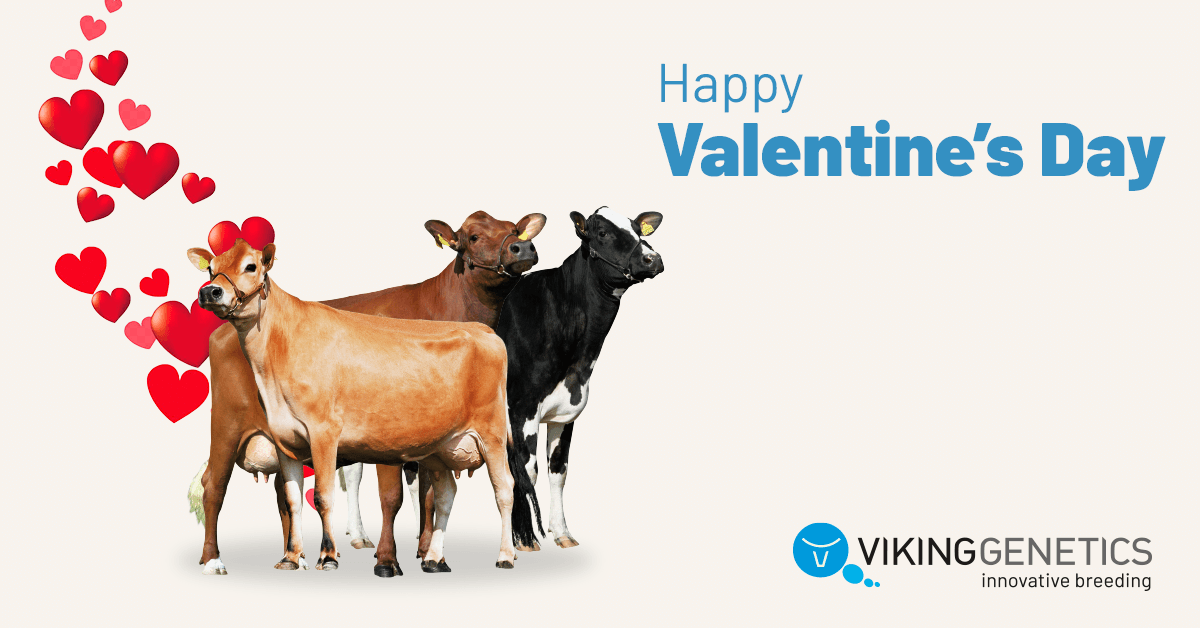 VikingGenetics's tweet photo. ❤️ Happy Valentine’s Day! 
We hope your Valentine’s Day is filled with love and affection.
#valentines
#vikinggenetics https://t.co/4tzfXbYiqx