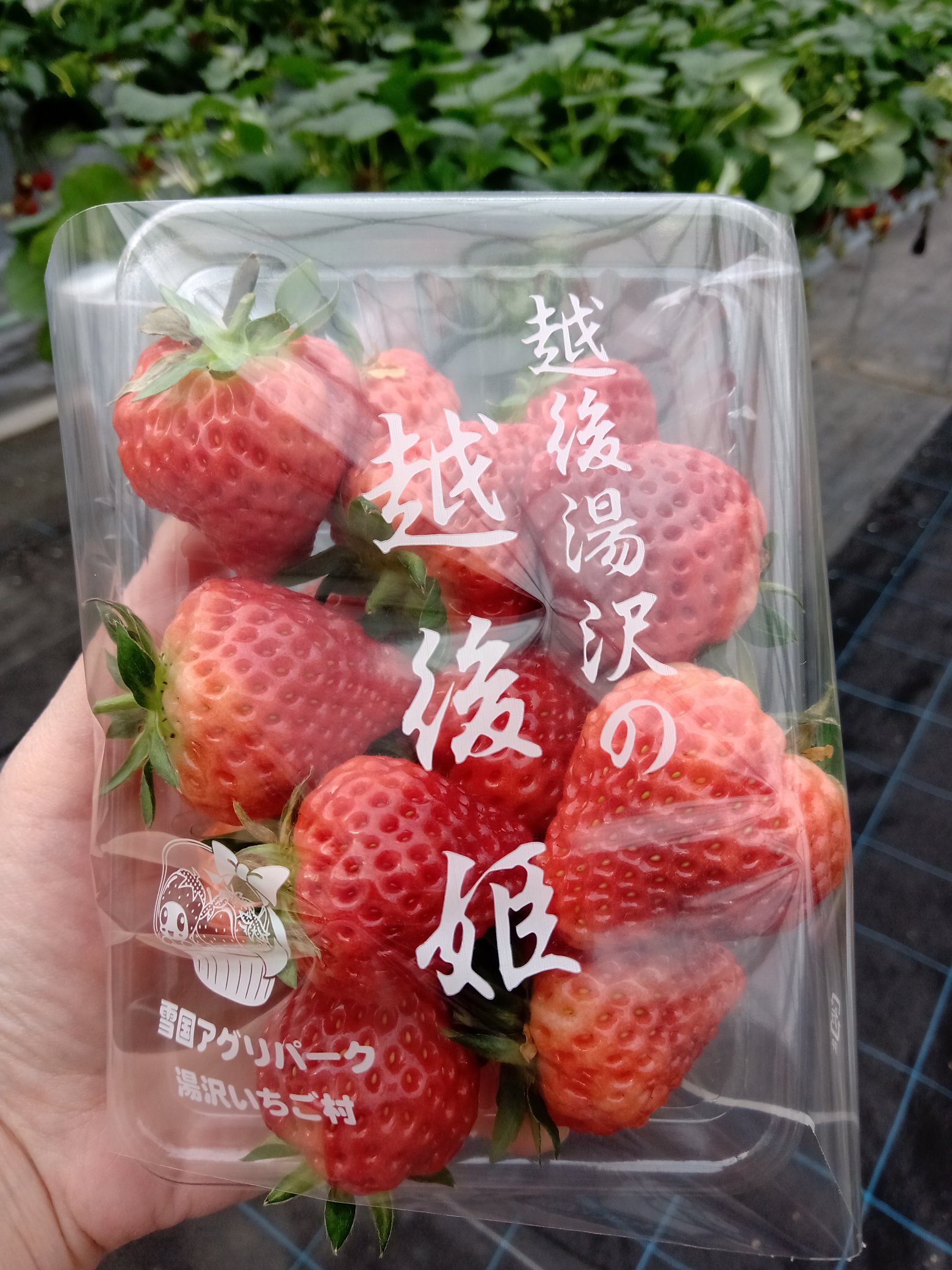 湯沢いちご村 Twitter Search Twitter