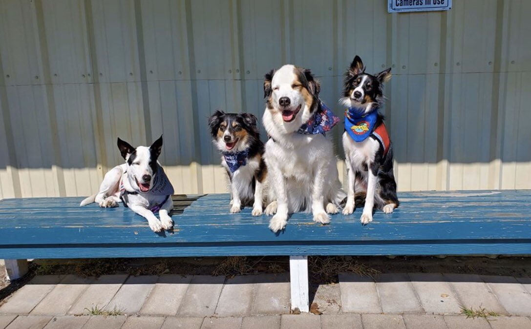 Hey Mustangs! you ready for some #PuppyLove on Valentine’s Day💝🐶Come by library during your lunch for cuddle time with these fur babies. We’re celebrating the day of love and friendship. #GoTeamTherapyDog <a href="/TASC_StuCo/">TASC</a> <a href="/NatStuCo/">National Association of Student Councils (NASC)</a> <a href="/RKHSKingTeam/">Richard King HS</a>