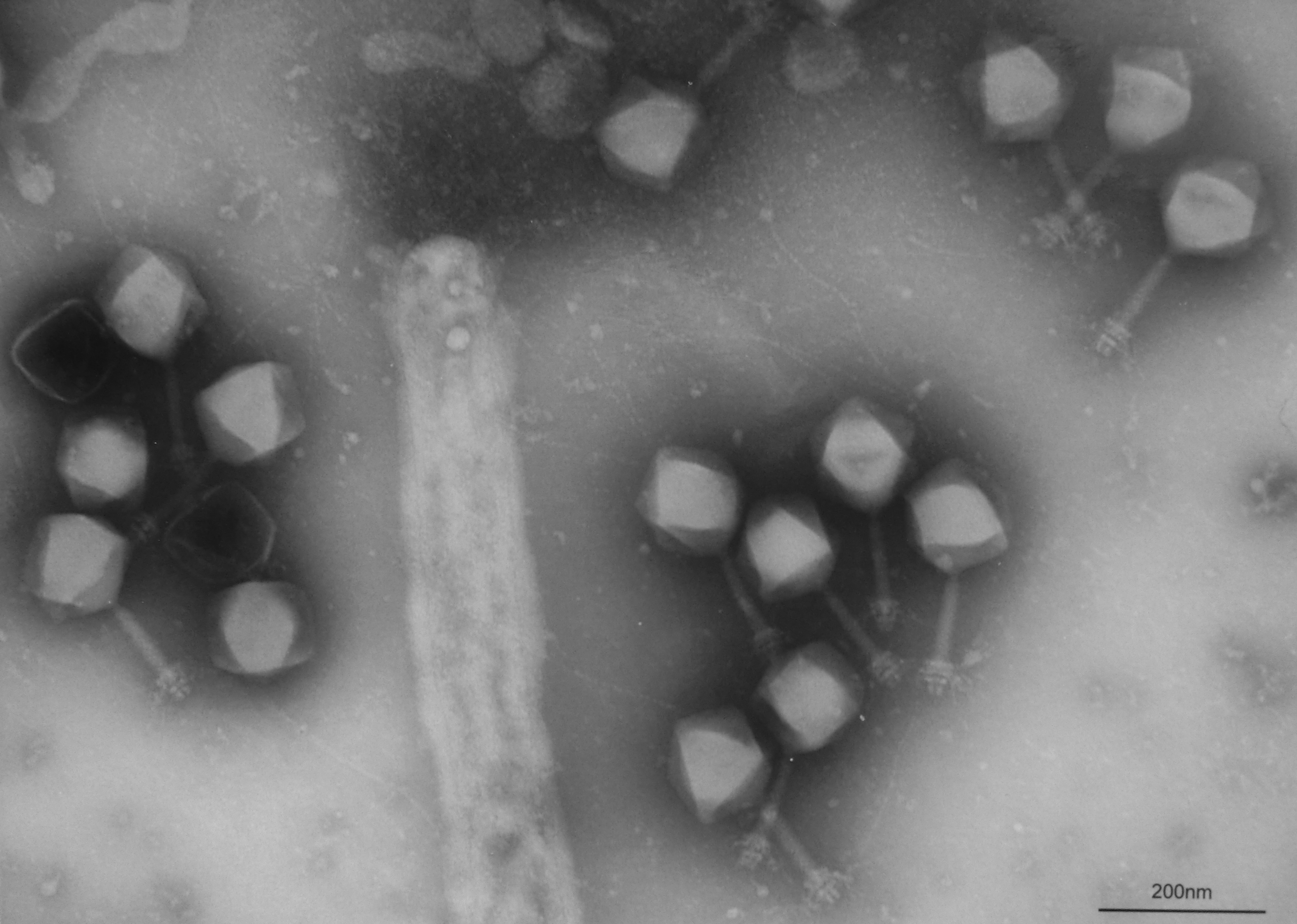 Kanaoi Twitterissa T系ファージ ミオウイルス科 Myoviridae の電子顕微鏡 写真 正面体の頭部と二重円柱構造をもつ尾部 細胞壁を破壊し結合する基部 スパイク等からなる 頭部に格納したdnaを尾部の管状部を通じて細胞内部に侵入し増殖する 細菌 バクテリア に