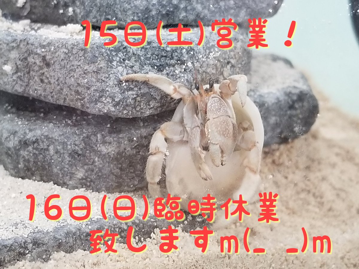 オカヤドカリショップdearwan Dearwan0125 Twitter