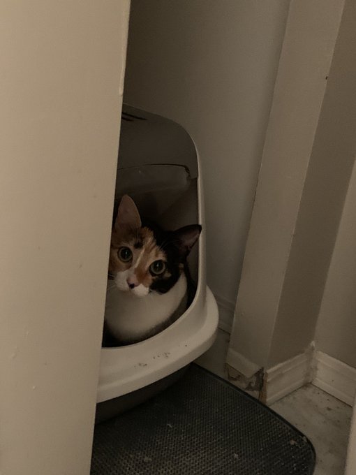 Ellie stares at me while we&rsquo;re both peeing. So awkward and creepy 😆😬 https://t.co/pR5cC5irXV<a href="/tag/noglassestoday"class="tags"><span>#noglassestoday</span></a>