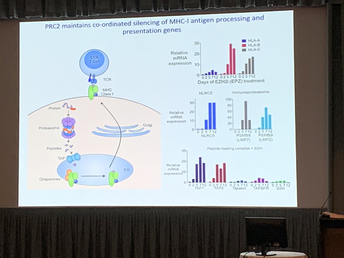 Great talk from Dr. Marian Burr from @PeterMacCC about PRC2 complex regulation of MHC class I antigen presentation enables immune evasion in cancer @LorneCancer. Interestingly, NLRC5, the gene that I’m working on, is also up-regulated by PRC2 complex!#lornecancer2020
