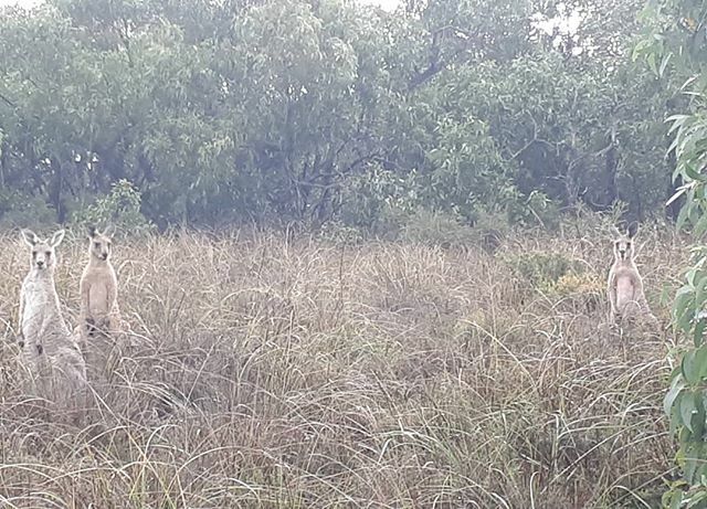 Health_Lab_Live's tweet image. The friends you meet on your walk. ift.tt/2OTPzhQ