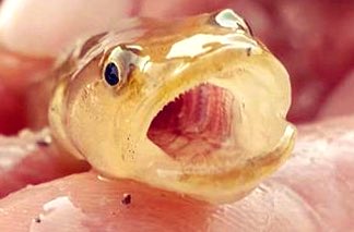 Check out the teeth on this beauty! The carnivorous flat-headed gudgeon was seldom detected in the early days of monitoring but through targeted delivery of #environmentalwater to key wetlands in the mid-Murrumbidgee, numbers have increased <a href="/theCEWH/">Environmental Water</a> <a href="/ilwscsu/">ILWS Charles Sturt Uni</a> @FMerproject