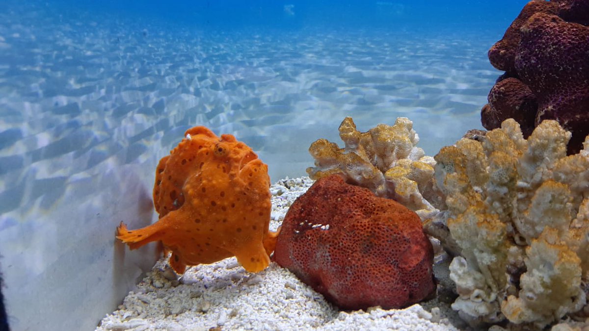 InchBrookAV's tweet photo. Happy "FrogFish" Friyay from these happy chaps.
Some of the fun clients we get to hang out with.

These fish resemble frogs in that their fins are more like legs, which they use to walk slowly over the sea bed.

#Friyay #Frogfish #2OceansAquarium #ValentinesDay2020 #Friday https://t.co/YtzsXxsRiT