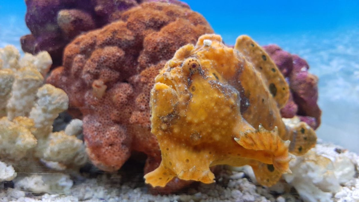 InchBrookAV's tweet photo. Happy "FrogFish" Friyay from these happy chaps.
Some of the fun clients we get to hang out with.

These fish resemble frogs in that their fins are more like legs, which they use to walk slowly over the sea bed.

#Friyay #Frogfish #2OceansAquarium #ValentinesDay2020 #Friday https://t.co/YtzsXxsRiT