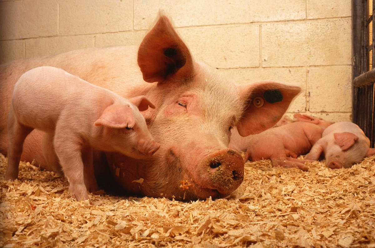 Techpally1's tweet photo. Importance of plant Protein source in Pig Feeds https://t.co/VEdJdNVHTR via @TechPally1 #bblogrt #ukblog_rt https://t.co/j0j0n8rKaC