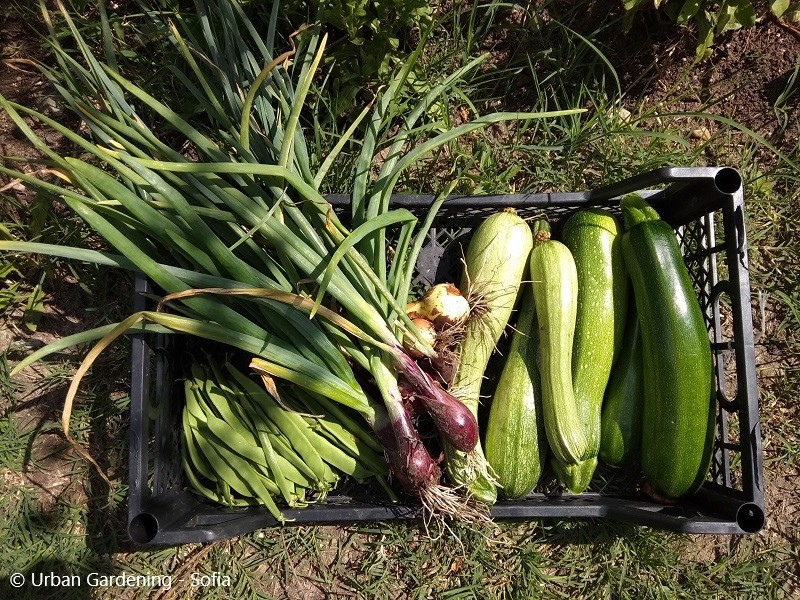 cityzeninterreg's tweet photo. In #Bulgaria, our lead partner #ARCFund wants to increase urban #farming & enhance cities' #biodiversity by establishing modern #research & #innovation infrastructures as well as improving #legal and #financial support by local authorities. How exactly?๐https://t.co/grGqMbw2aW https://t.co/4gMp3J3v3z