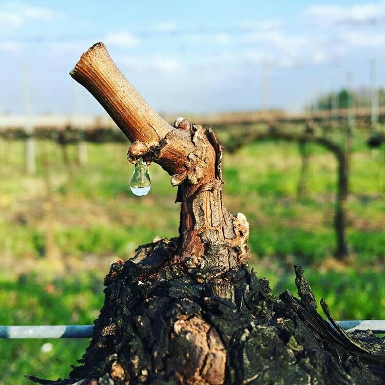 dmanso73's tweet photo. Sabías que... "El lloro de la vid" llega con la primavera y con esta el final del letargo invernal. Arranca un nuevo ciclo vegetativo en el viñedo donde el lloro es una defensa de la planta para curar las "heridas" producidas por la poda. Anuncia el rebrote 🍇
#vino #viñedo https://t.co/NxXi2tl6Qz
