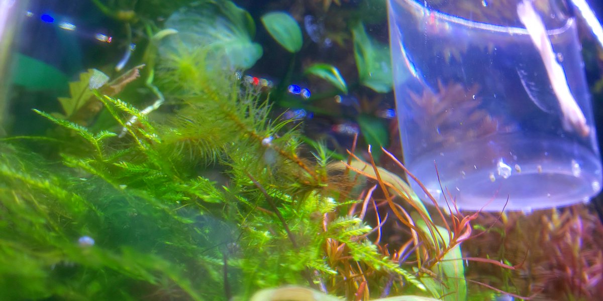 まるリウム 久留米 沈めてたヒノキゴケから新芽が そうか 水中化ってそのまま馴染むのかと思ったけど違うよね 水草と同じで 水中化した新芽が出るのね 根元を残せばいいのか 残りの苔の根元を石に巻いて沈めてみよう まるリウム 久留米 沈めてたヒノキゴケから新芽が そうか 水中化ってそのまま馴染むのかと思ったけど違うよね 水草と同じで 水中化した新芽が出るのね 根元を残せばいいのか 残りの苔の根元を石に巻いて沈めてみよう