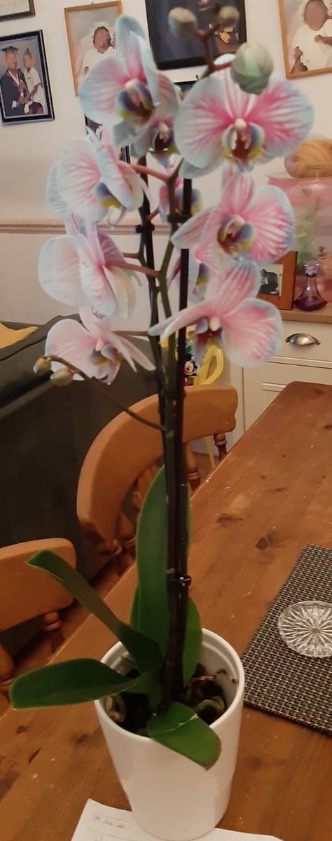 HFSlondon's tweet photo. Happy Valentines day!! Our hosts and students are sharing the love today ❤️❤️🌹🌹

#valentinesday #hosting #internatioanlstudents #londonhosting #hostfamilies #studyinlondon #becomeahost #languagestudy #learnenglish #stayinlondon #londonaccommodation https://t.co/GsF0RBbeoN