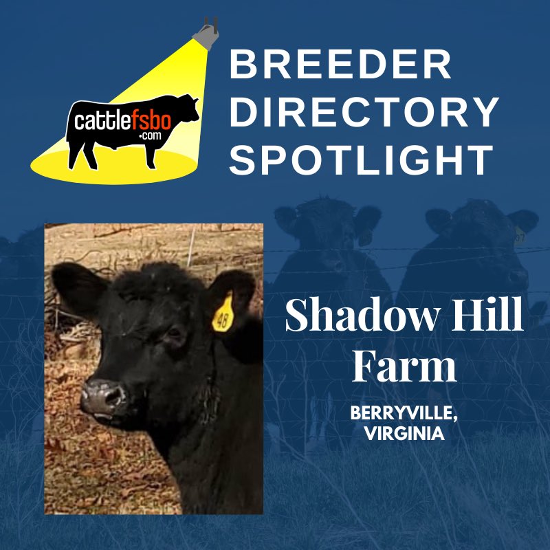 Happy Valentines Friday💘! Today we're highlighting Shadow Hill Farm. Check out their profile and post your own ranch to our breeder directory! Have a great weekend! #Cattle #CattleForSale #CattleFSBO #FeatureFriday