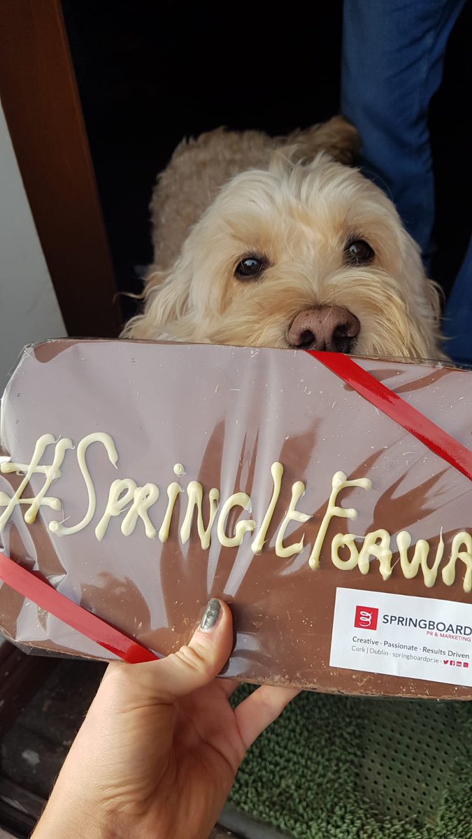SpringboardCom's tweet image. A little furry friend collecting @yaycork's #valentinesgift! We hope you enjoy your #SpringItForward token! Wishing you the best of luck on Saturday! 🥰 @CBA_cork #cbaawards