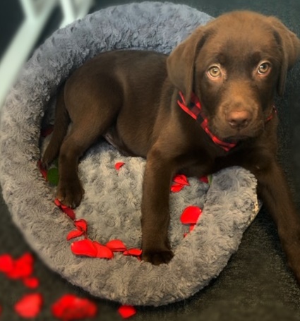 PertempsHSCare's tweet photo. Our newest employee, Milo, is dressed to impress today - what a handsome boy!
Happy Valentine's Day everyone ❤️

#puppylove #puppy #labrador #labradorpuppy #pawsinwork #officedog #valentinesday #valentines #socialwork #socialworkjobs https://t.co/cX7m5eweR3