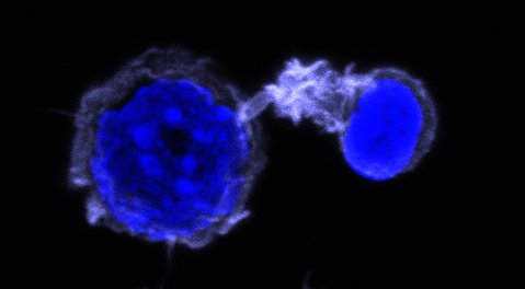 Did you know that #immunomechanics  are key for T cell activation ?
 
#Tcells push antigen presenting cells with an #actin protrusion to get efficiently activated 

Image from <a href="/AndresZucchetti/">andres zucchetti</a>