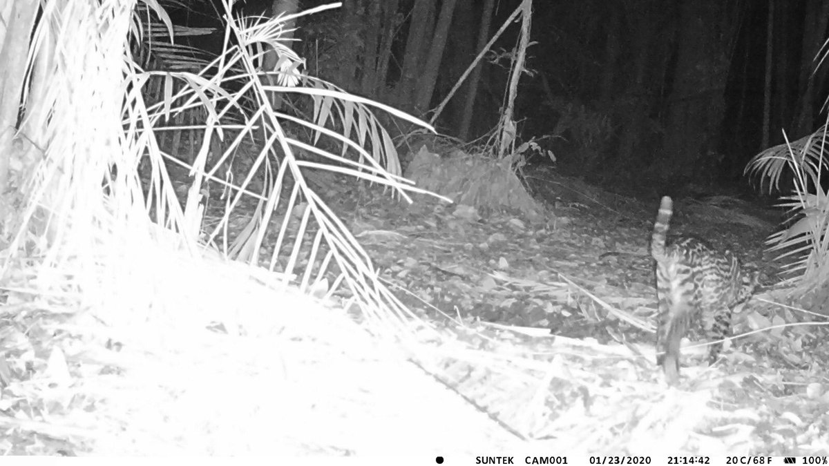 MartijnStruijf's tweet photo. Een #trapcam neerzetten in de #jungle loont als je bijzondere diersoorten wilt zien! #jaguar #ocelot #trompetvogel #tayra https://t.co/yTyq0rX7z2