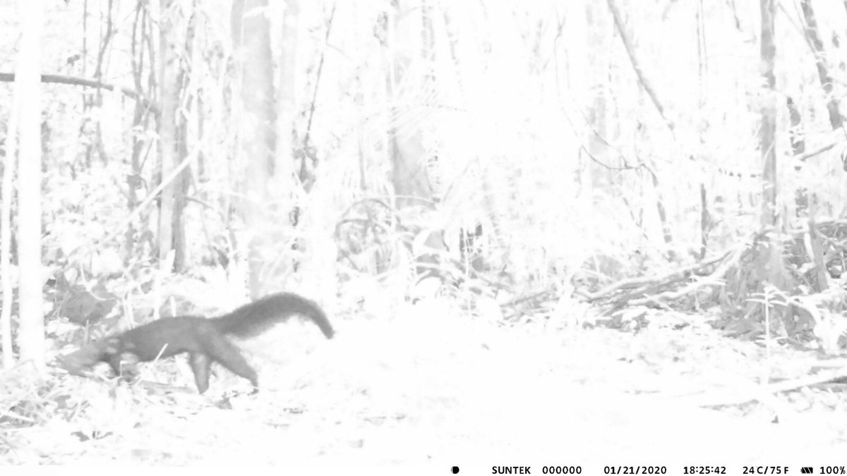 MartijnStruijf's tweet photo. Een #trapcam neerzetten in de #jungle loont als je bijzondere diersoorten wilt zien! #jaguar #ocelot #trompetvogel #tayra https://t.co/yTyq0rX7z2
