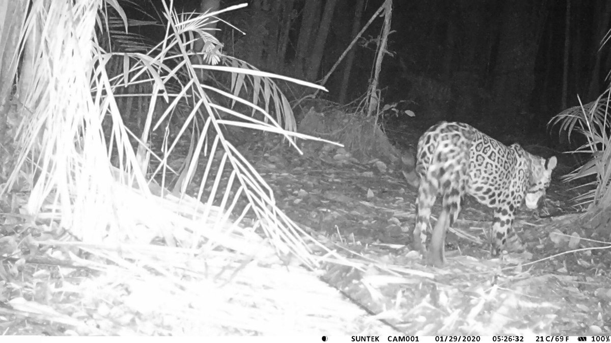 MartijnStruijf's tweet photo. Een #trapcam neerzetten in de #jungle loont als je bijzondere diersoorten wilt zien! #jaguar #ocelot #trompetvogel #tayra https://t.co/yTyq0rX7z2