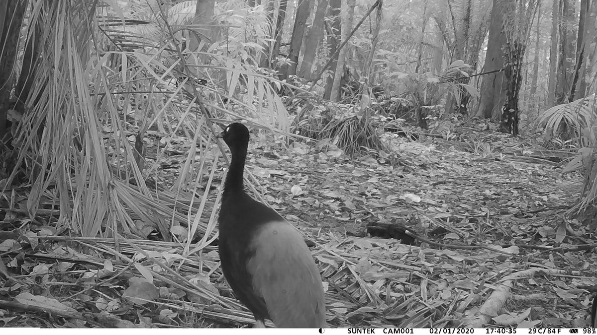 MartijnStruijf's tweet photo. Een #trapcam neerzetten in de #jungle loont als je bijzondere diersoorten wilt zien! #jaguar #ocelot #trompetvogel #tayra https://t.co/yTyq0rX7z2