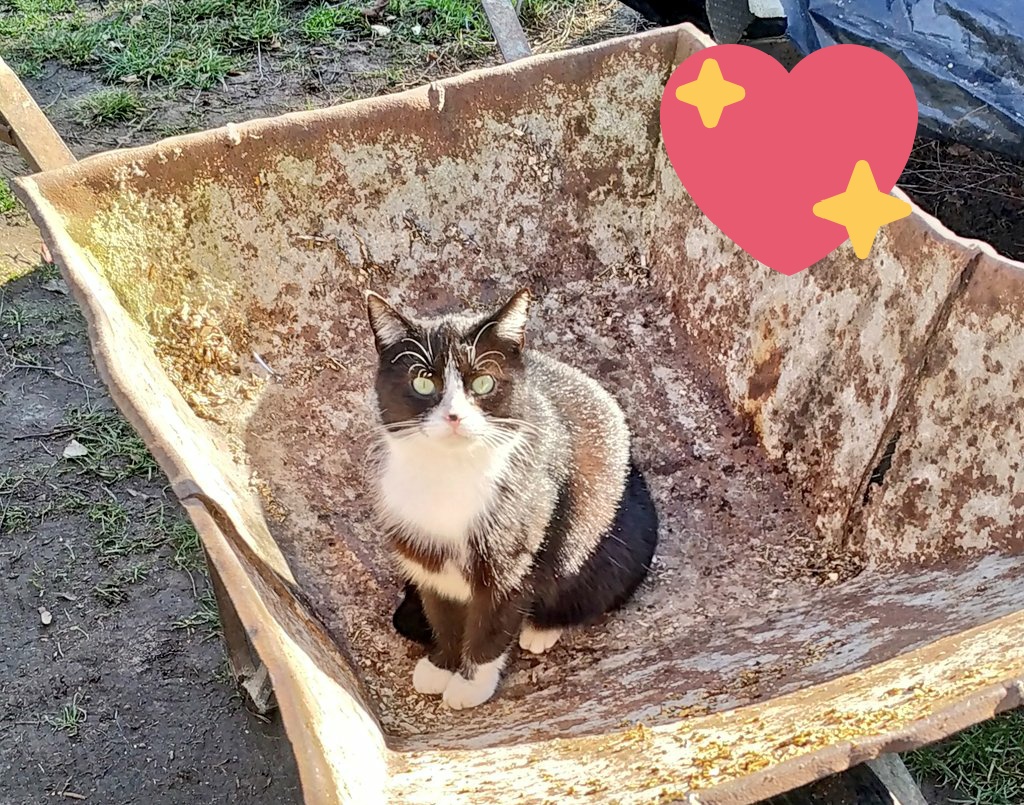 Guten Morgen liebe Katzenfreunde ☺️🌻

Wo ist mein Valentin? Hat nicht ein Kater Interesse an meiner Molly? 😻

#cats #caturday #kitty #catsoftwitter #catlover #katze #kitties #valentinstag2020 #catlove  #katzen #catsofinstagram #caturday