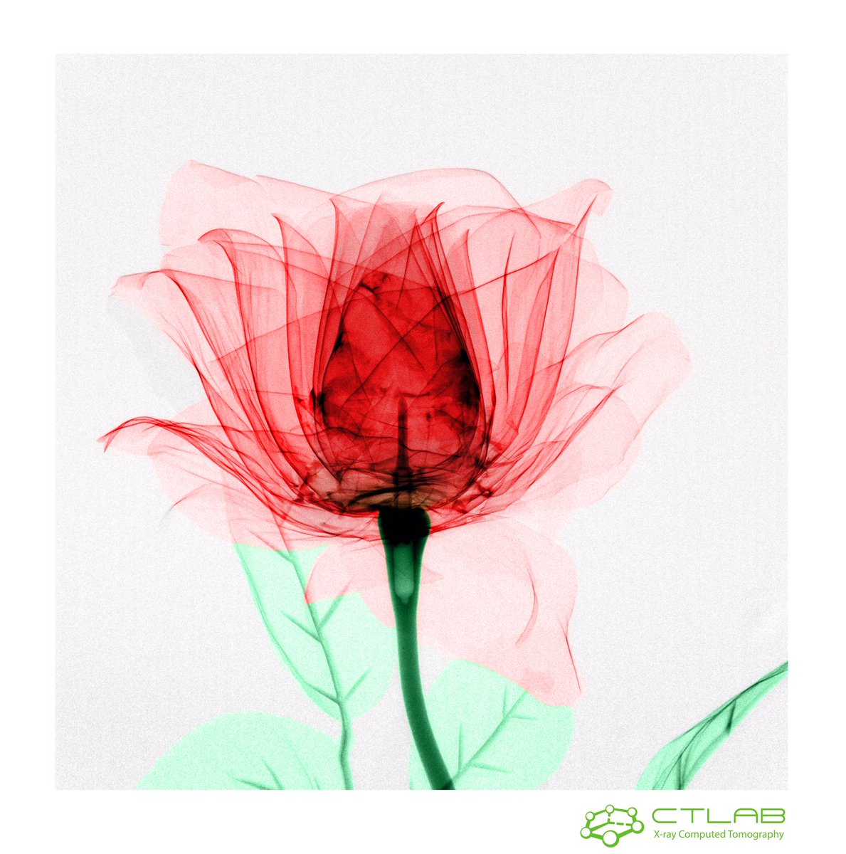 CEITEC_Brno's tweet photo. Happy Valentine’s Day with #CEITECScience 💚Our scientist from #CTLab at @CEITEC_Brno @VUTvBrne took this amazing X-ray photo of a #rose🌹, color it and this is the result👌🏻#scienceisbeautiful #computedtomography #brnoregion #czechrepublic https://t.co/RkynhS9z3h