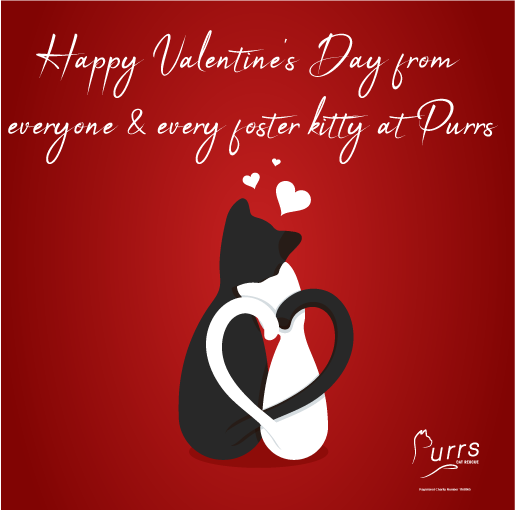 #happyvalentinesday #valentinesday #purrscatrescue #bemine #bemyvalentine #valentine, #valentines, #valentinesday2019, #whoneedsavalentine, #willyoubemyvalentine