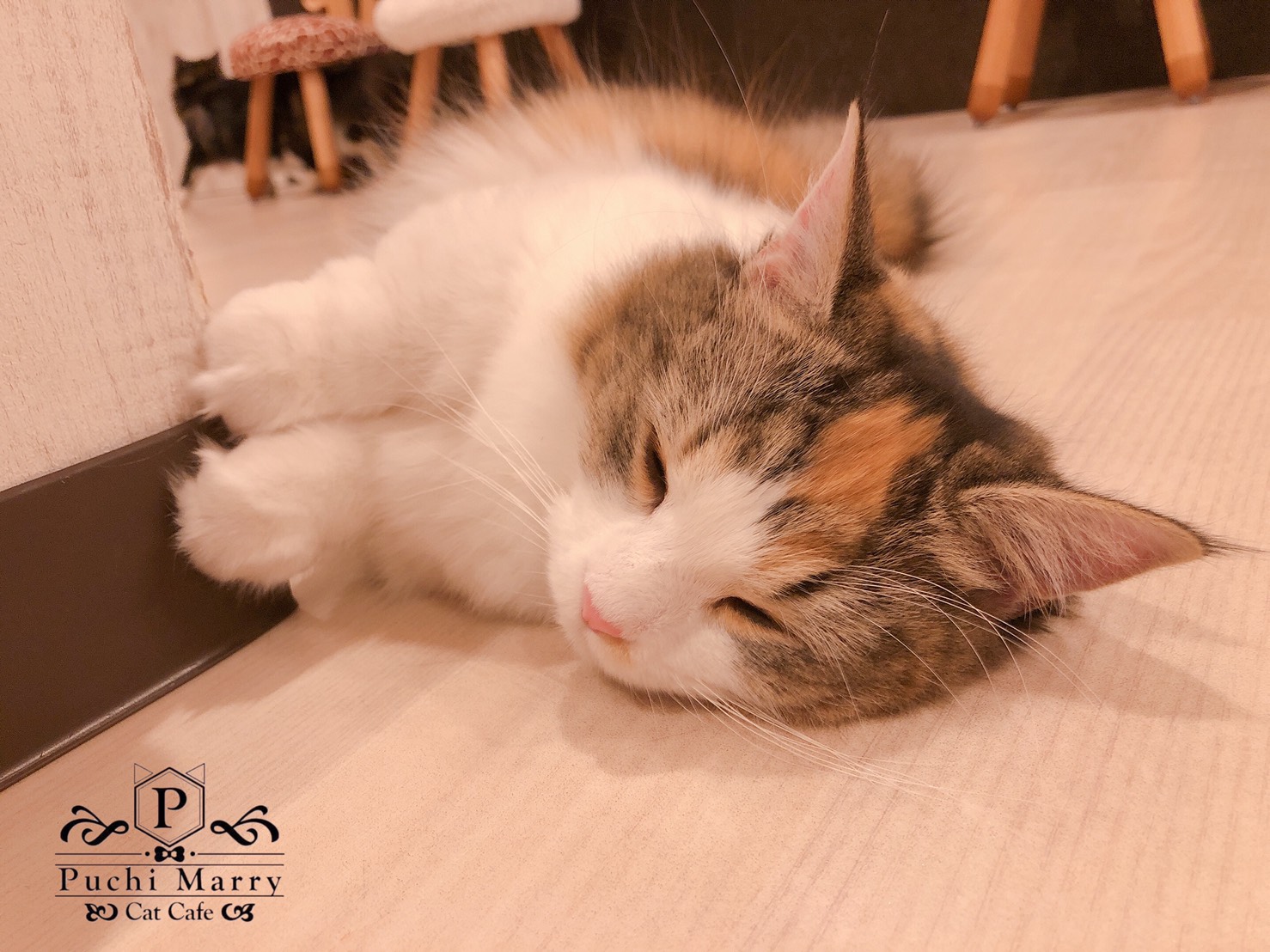 猫カフェぷちまりー Puchi Marry 名古屋大須店のクッキーちゃん おてては添えるだけ 笑 なんとも可愛らしい寝顔にキュン 名古屋大須店営業時間 11時 21時 最終入場時半 コスプレ入場延長10分延長無料 Puchimarry ぷちまりー