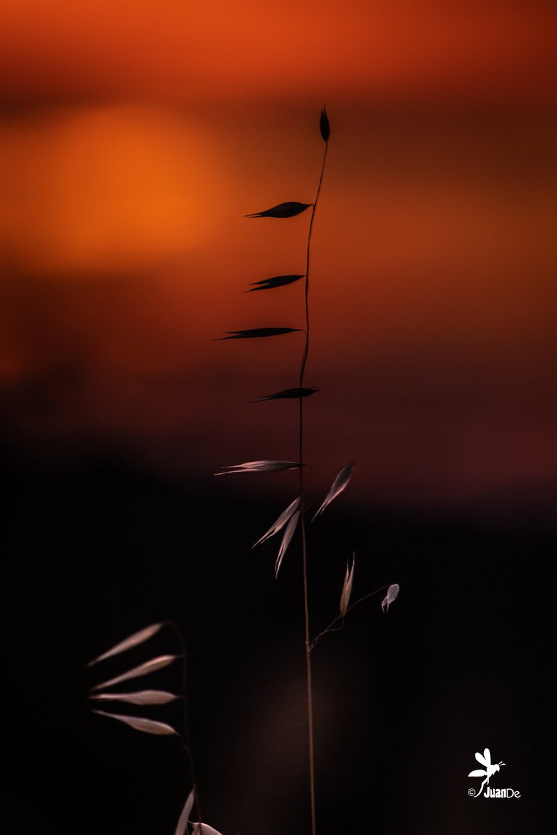 juanderr450's tweet photo. Atardeceres. Menos es más, a mí manera. #nikon #nikod500 #juande #juanderr #amimanera #atardecer #menosesmas https://t.co/BPKicvLaAS