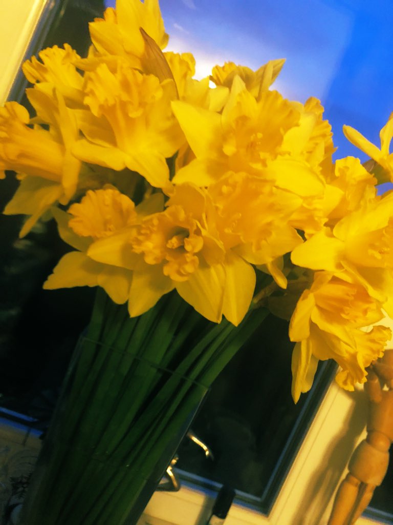 TeamWd29Frn's tweet photo. Open daffodils and a gorgeous sky, spring around the corner,  happy Friday @CardiothoracicT @NewcastleHosps https://t.co/UkS1NmyB5X