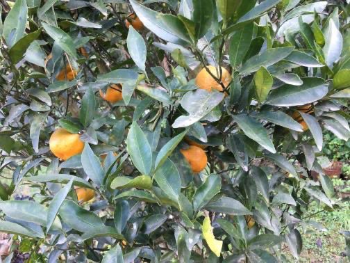 yellowdream2020's tweet photo. 村中が黄色のカーテンや黄色の植物でいっぱいになれば、「黄色い村」として観光名所になる可能性も十分にあります。
#yellowdreamproject #イエドリ #yellowでhappyに #ネパール #持続可能な社会づくり #SDGs #アート #村おこし https://t.co/ZzNnL8bytQ