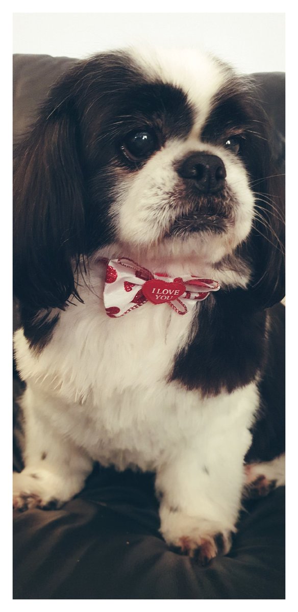 BeckysMuir's tweet photo. Happy valentine's from my gorgeous little man 💕🐶
#dogsoftwitter #dogsofmuir #ValentinesDay2020 #valentinesdogs https://t.co/E4xIWf1Jiz