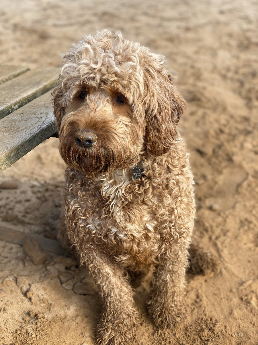 LuckyCockapoo's tweet image. 