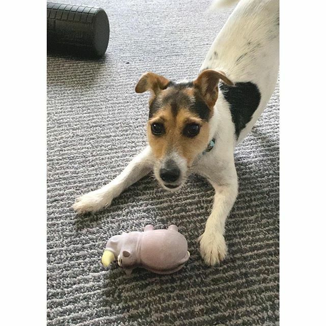 meelisej's tweet photo. Babysitting my nephew 😍 #BruceTheJackRussell @snaps_by_aimee @natalieeatsthings https://t.co/g2yF9fZ9vm