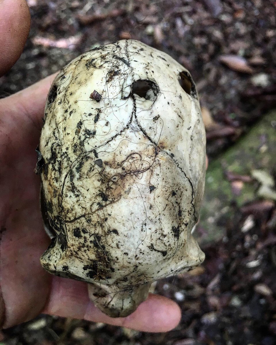 Skull of a spider #monkey killed &amp; eaten by a #raptor here in the #CostaRica #rainforest. Found by scientist &amp; fellow #treeclimber Andy Whitworth at the base of a tree we climbed together a few days ago. Harpy? Crested? The list of Eagles powerful enough to do this is short.