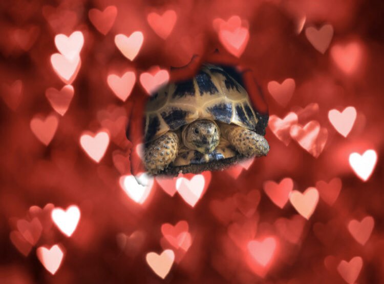 ScouseJeffrey's tweet photo. Happy Valentine’s Day kids! ❤️#valentines https://t.co/g0NStxNp15