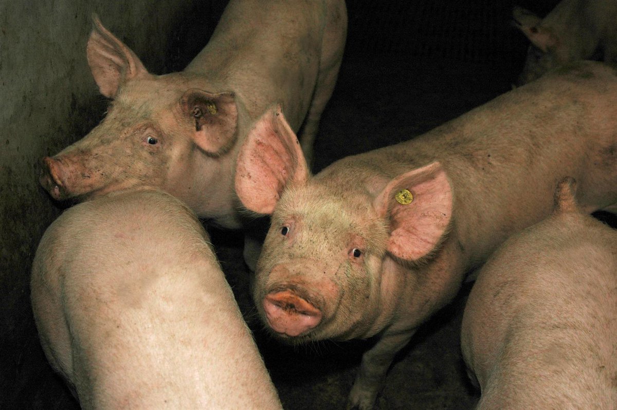 connectagrifood's tweet photo. Drie Brabantse varkenshouders krijgen steun van de provincie voor de realisatie van een nieuw #stalsysteem. Het project gaat uit van een brongerichte aanpak en het systeem kan op veel bestaande bedrijven kan relatief eenvoudig worden toegepast. https://t.co/iZhMEvSZvH https://t.co/ZBDzYggeJq