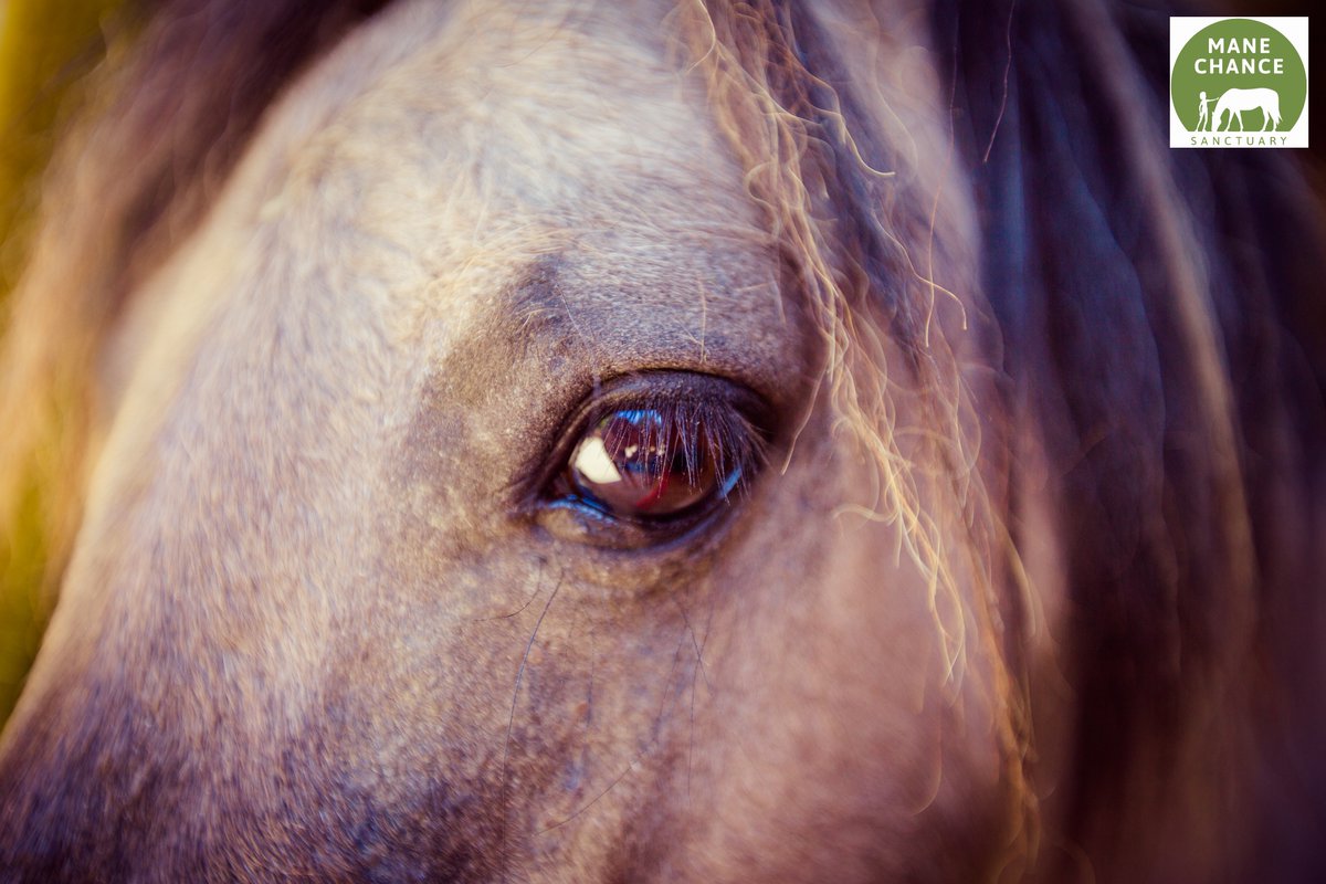 manechance's tweet photo. #ValentinesDay started as a day to show love &amp; affection for your #family #friends – we think every day is Valentine’s Day for the #animals here at #ManeChance. Our #rescuehorses &amp; #ponies know nothing but #love &amp; #affection now that they have their #foreverhome with us! https://t.co/d1bPkMXZSy