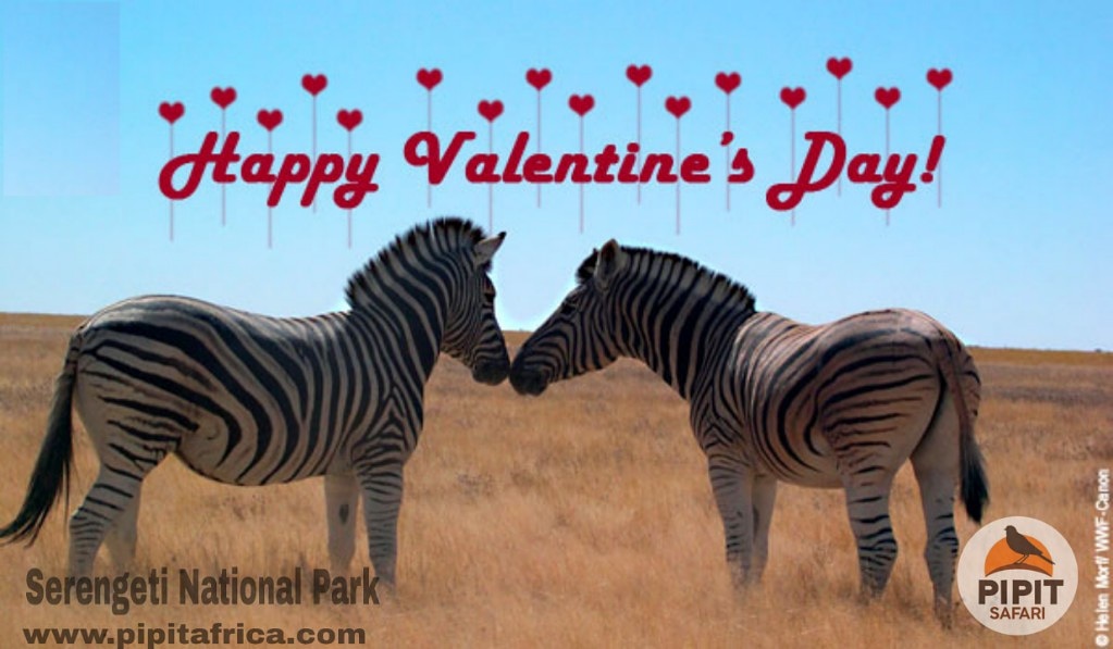 AfricaPipit's tweet photo. Wishing all our lovely and dedicated clients a happy Valentine's, green season Calvin season,we welcome you all to start booking your 2020 safari,the earlier the better
.
.
.#safariexperience #nature #travelbypurpose #valentines #day #loveday #lovesafari #picoftheday #travelgo https://t.co/YWAkzEfHmJ
