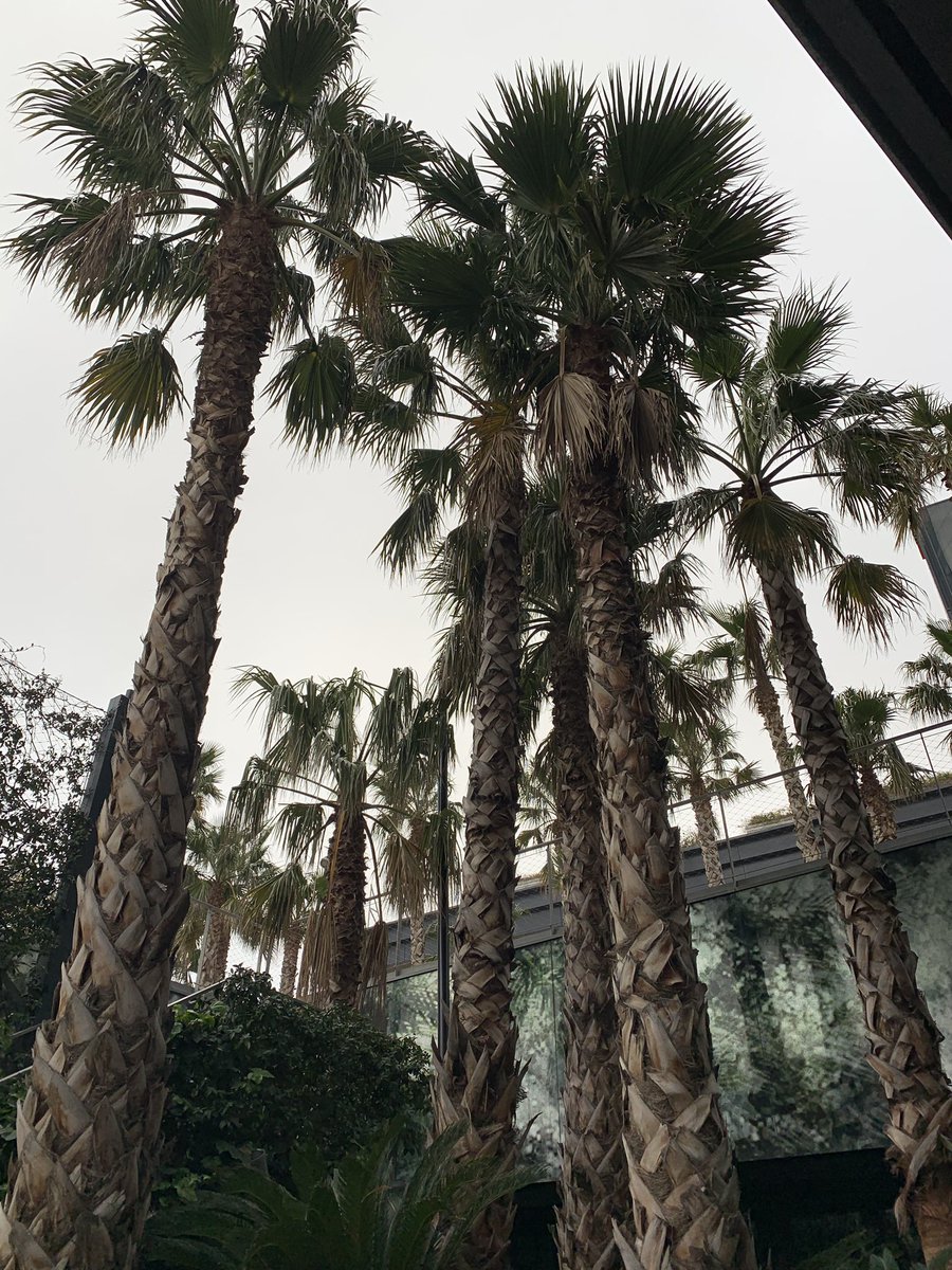 tta_lisa's tweet photo. First event of the year with TTA 2020 what a pleasure it’s being staying at the fabulous @RenHotels bringing the outside inside 🌴#barcelona #TTA #2020 #travelwithtta #eventsprofs https://t.co/ibAn3YZQkZ