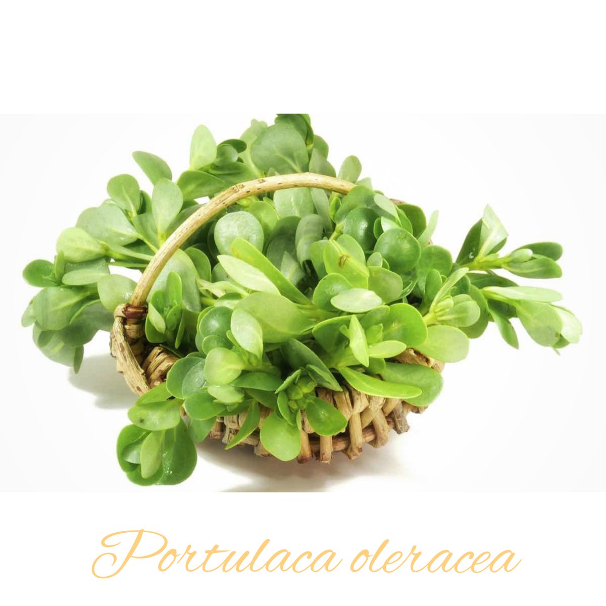 deletepride's tweet photo. Delete Tea Ingredients: Portulaca oleracea 
#deletepride #deletetea #deletetherapy #detox #organic #plantbased #psoriasis #psoriaticarthritis #eczema #dermatitis #asthma #rhinitis #inflammation #antidepressant #antianxiety #FDAApproved #NPFRecognized https://t.co/ZgZjwJZKTx