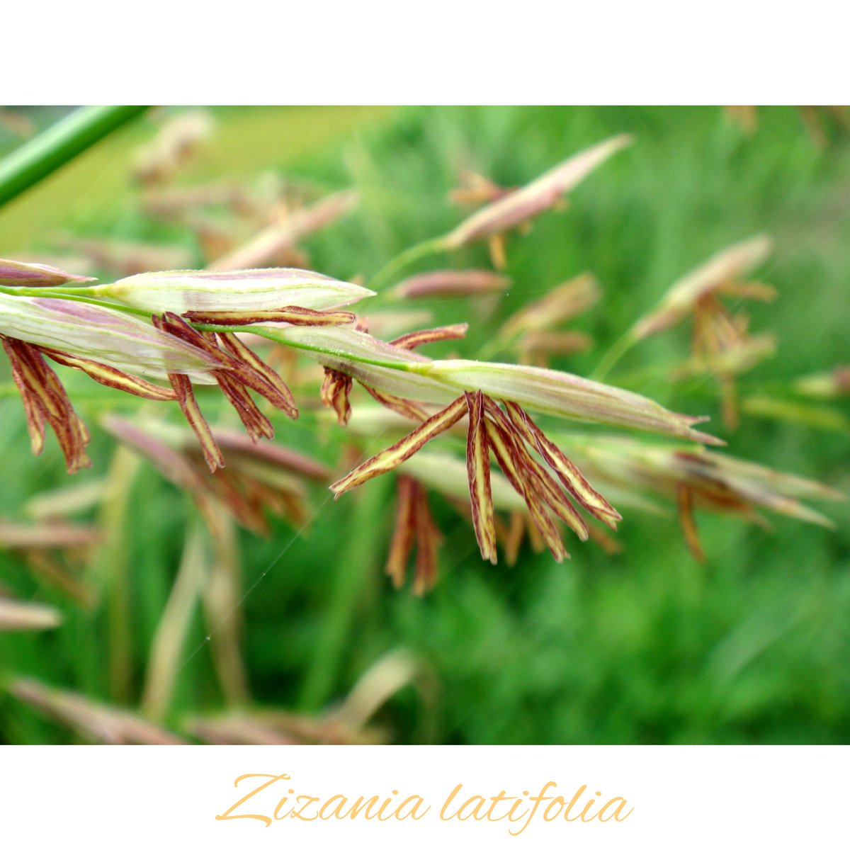 deletepride's tweet photo. Delete Tea Ingredients: Zizania latifolia 
#deletepride #deletetea #deletetherapy #detox #organic #plantbased #psoriasis #psoriaticarthritis #eczema #dermatitis #asthma #rhinitis #inflammation #antidepressant #antianxiety #FDAApproved #NPFRecognized https://t.co/Xwit0qTa1T