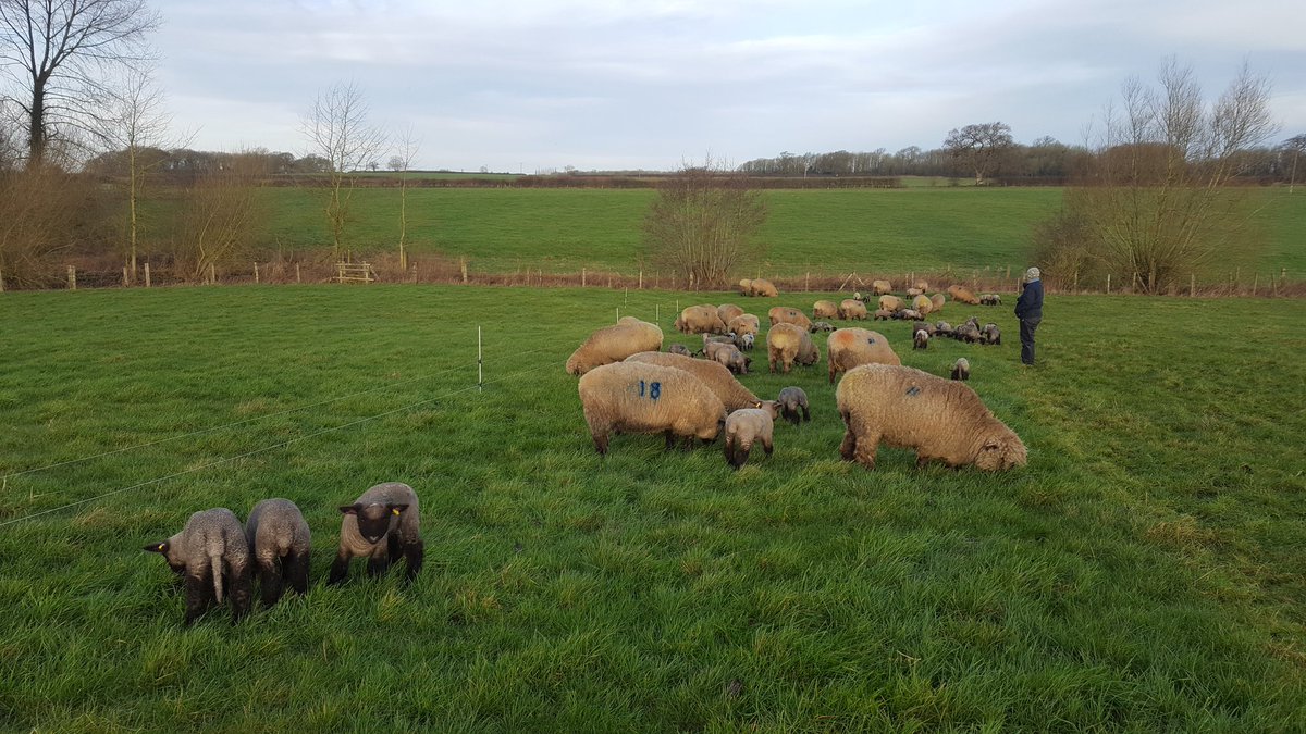 LydiardTurkeys's tweet photo. Strip grazing the ewes and lambs, one more to lamb! Trying to get them on some grass between the showers.
#oxforddown
#lambbox
#terminalsire https://t.co/kBEaemK8yc