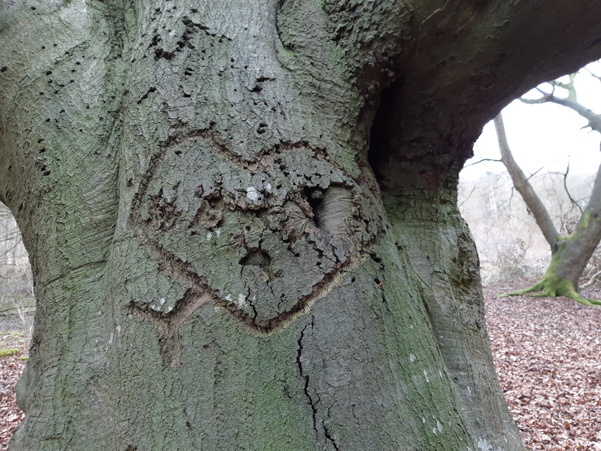 PipsticksWalks's tweet photo. A romantic arborglyph (tree carving) for a romantic day! I wonder who carved it so long ago... was this old gnarled tree deep in the #Chilterns beech woods once a secret place for lovers? 🥰
#arborglyph #ChilternWoodlands #VisitChilterns #Valentine2020 https://t.co/zEIXe9DCkp