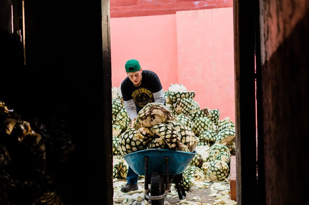 FortalezaInSA's tweet photo. These agave aren't going to cook themselves! https://t.co/bvjypIW27E