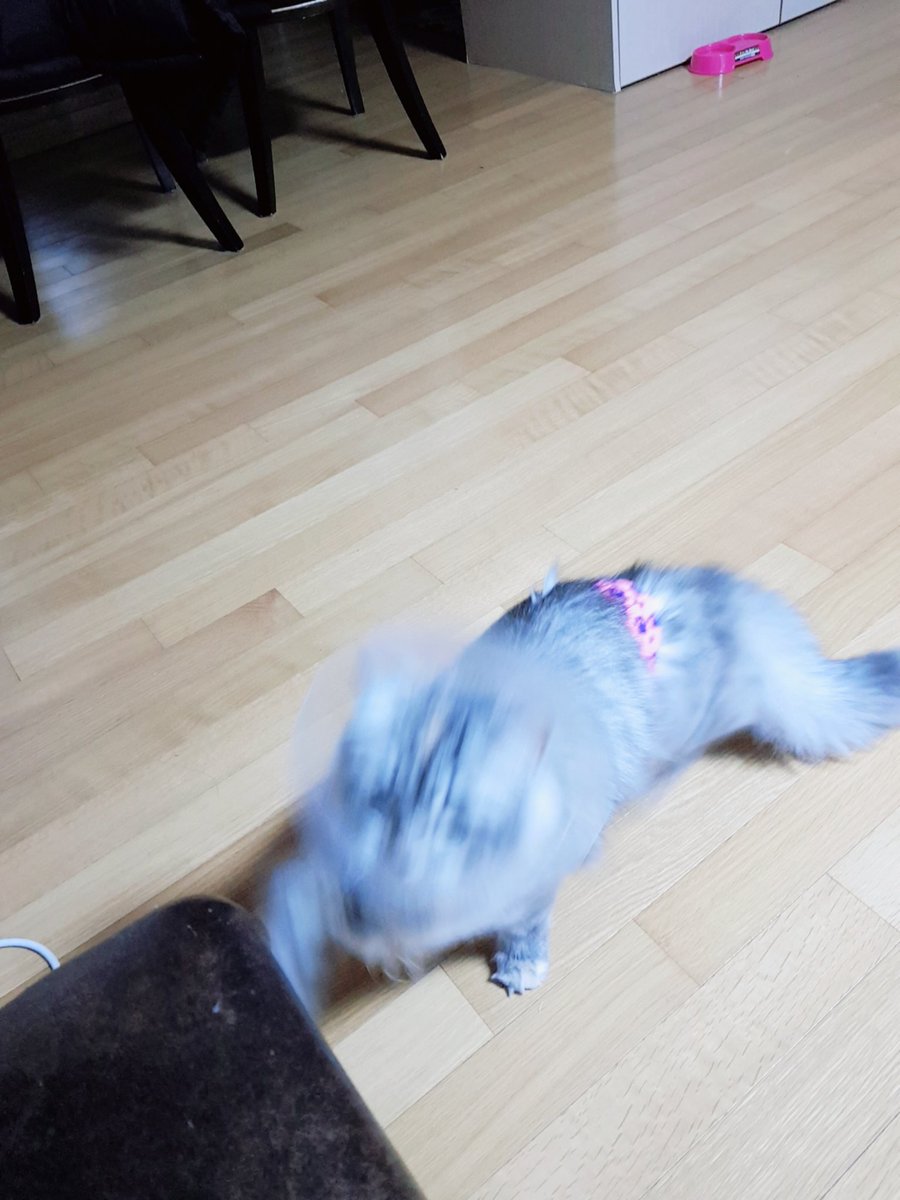 제리는 중성화도 하고...늘잘지냅니다