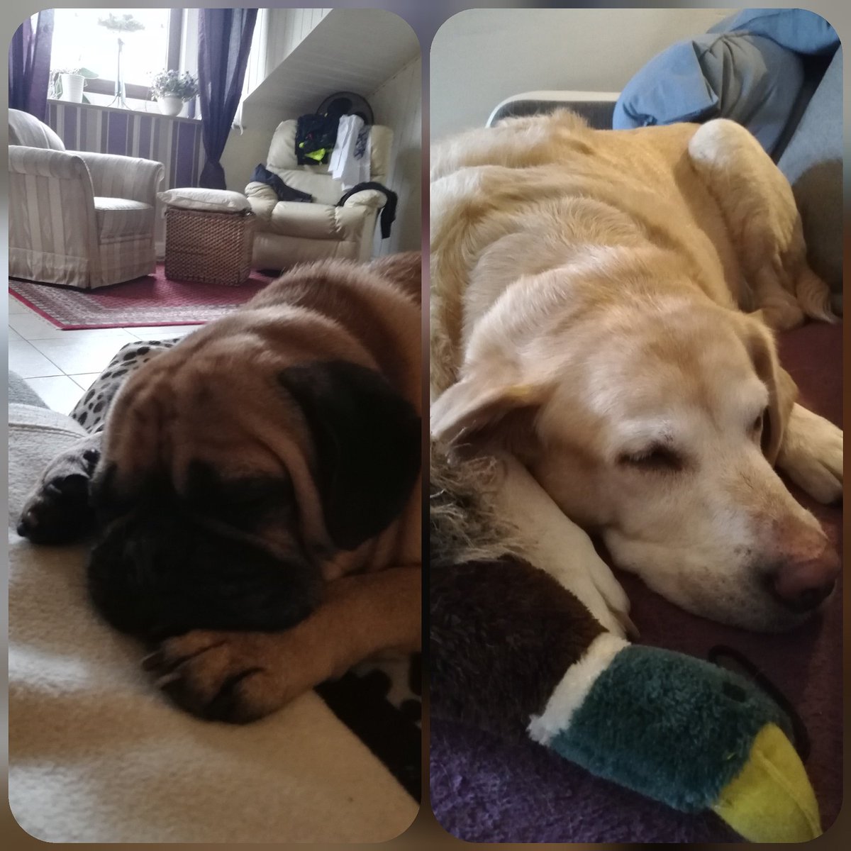 FantasySchaefer's tweet photo. Und bei dem Anblick soll man selber nicht mรผde werden? ๐ Lasset das Wochenende beginnen. ๐ #weekend #sleepingpug #sleepinglabrador #dogs #ruhrgebiet #writersanddogs https://t.co/8rNTYjPtba